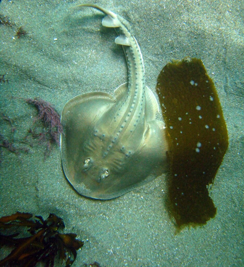 Thornback Rays