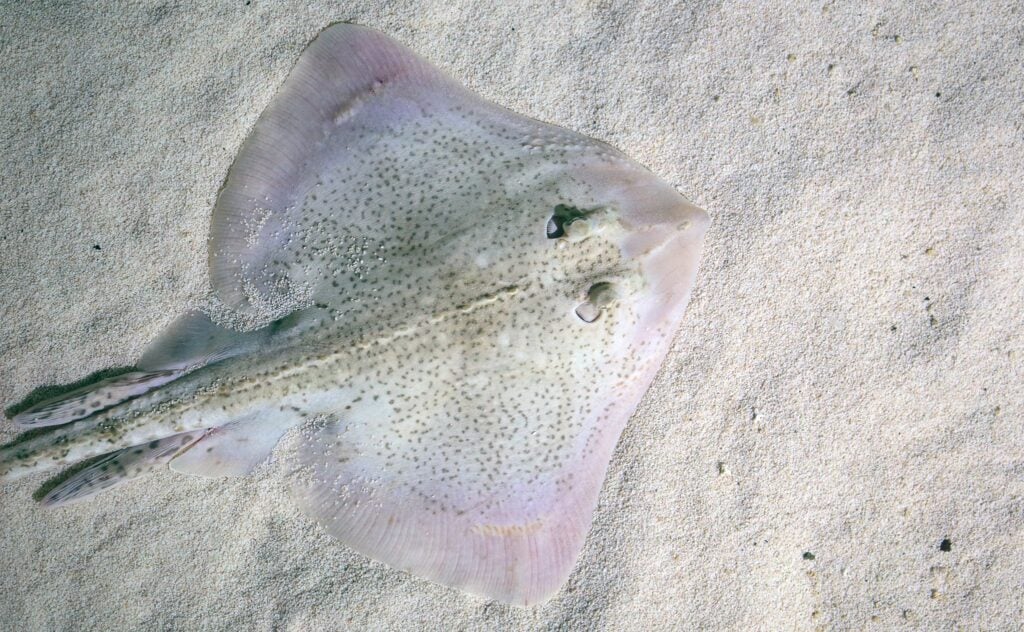 Thornback Skate