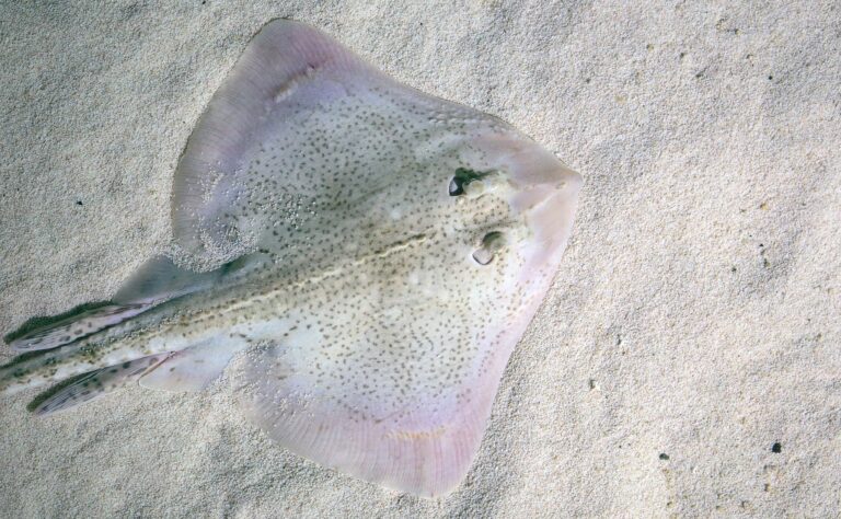 Thornback Skate