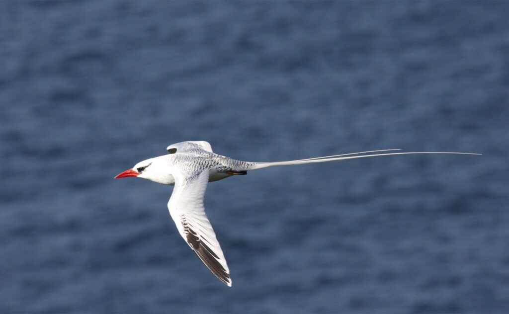 Tropicbirds