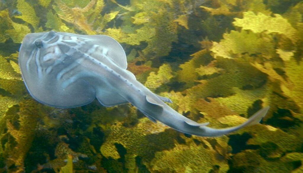 Banjo Rays