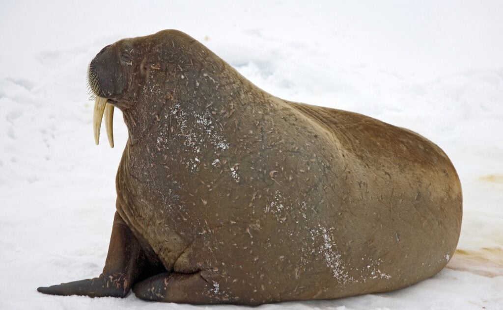 Walrus
